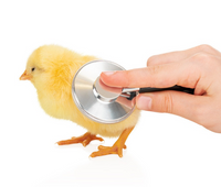 //5ororwxhomoniik.leadongcdn.com/cloud/jjBqnKmmSRikkmilrlkq/Effects-of-feed-nutrients-on-the-health-of-broiler-chicken-legs.png