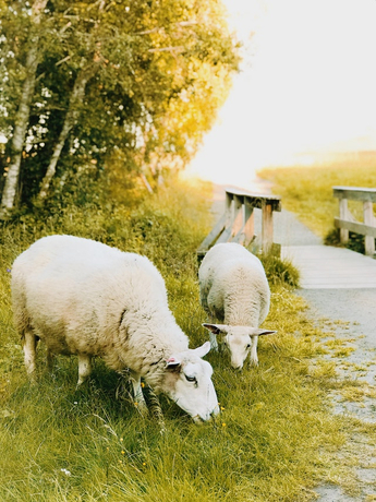 animal-animal-photography-domestic-animal-1368521 (1).jpg